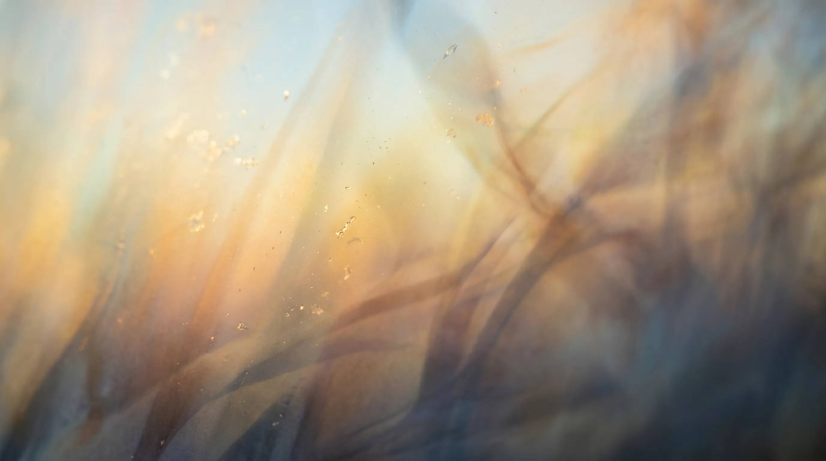 Soft-focus morning light filtering through pale grasses, with floating motes of light in gold and blue.